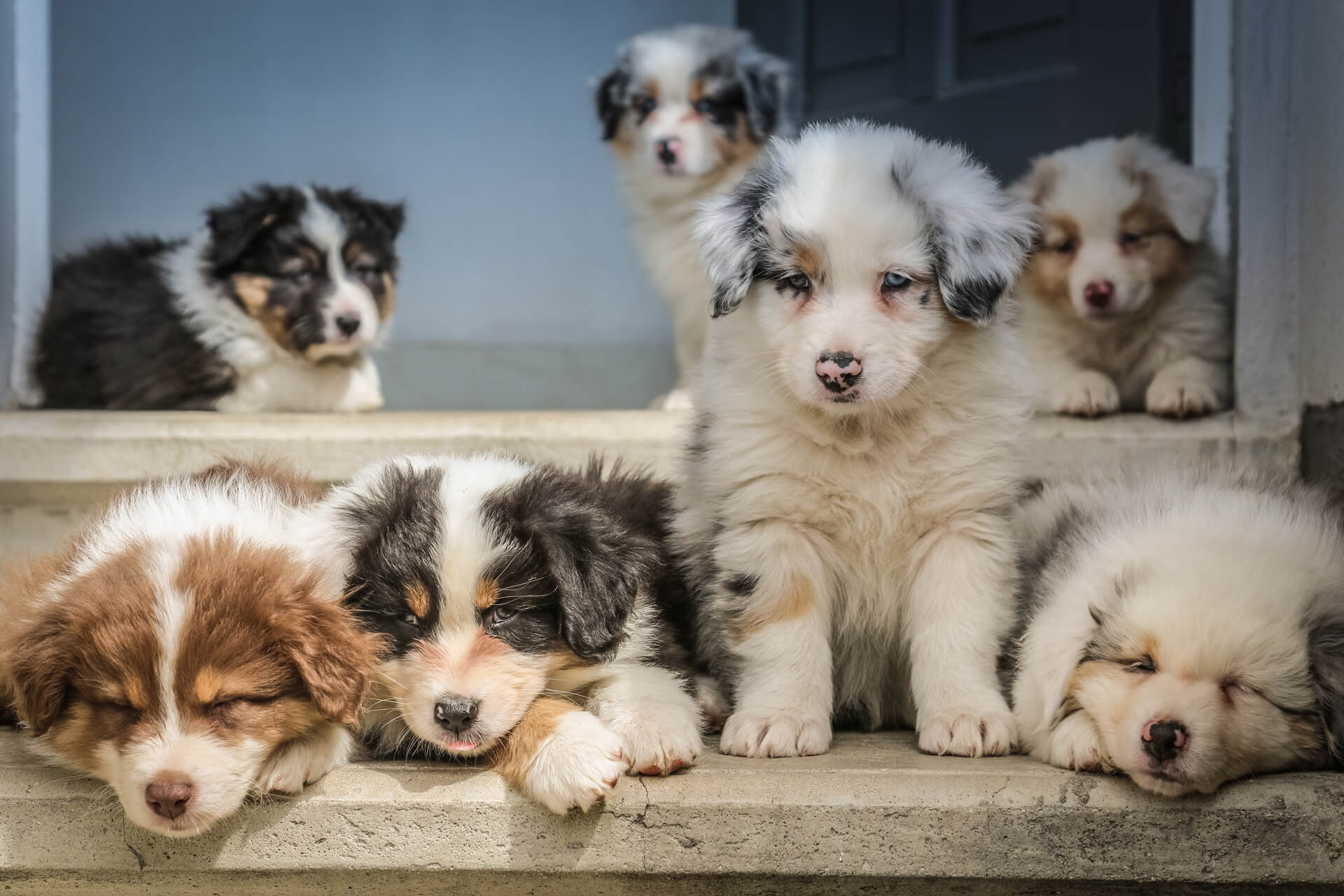 cachorros de perro en periodo de sociabilización